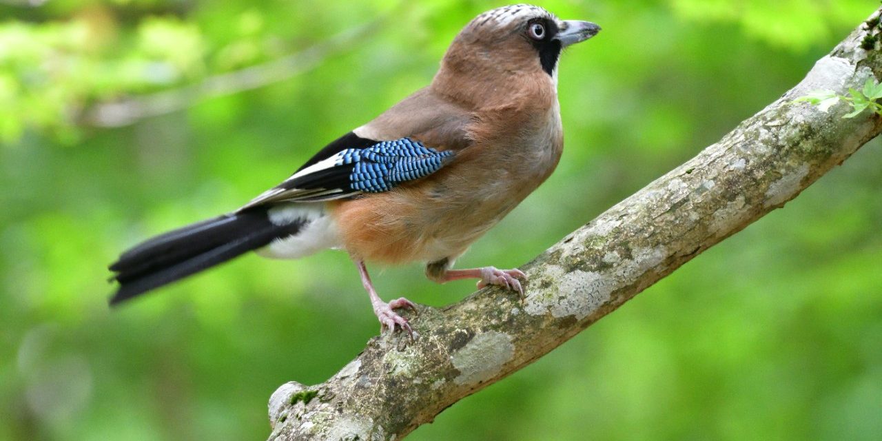 Close up shot of bird on a branch