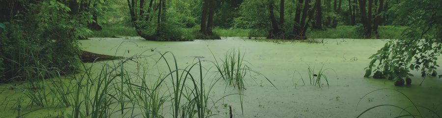Lake in a wood green and trees