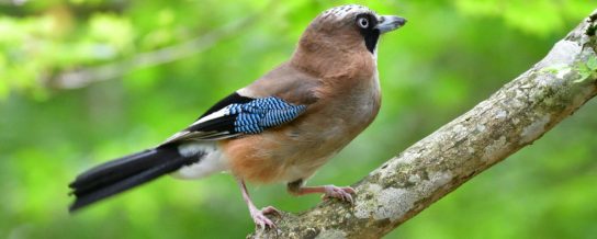 Close up shot of bird on a branch