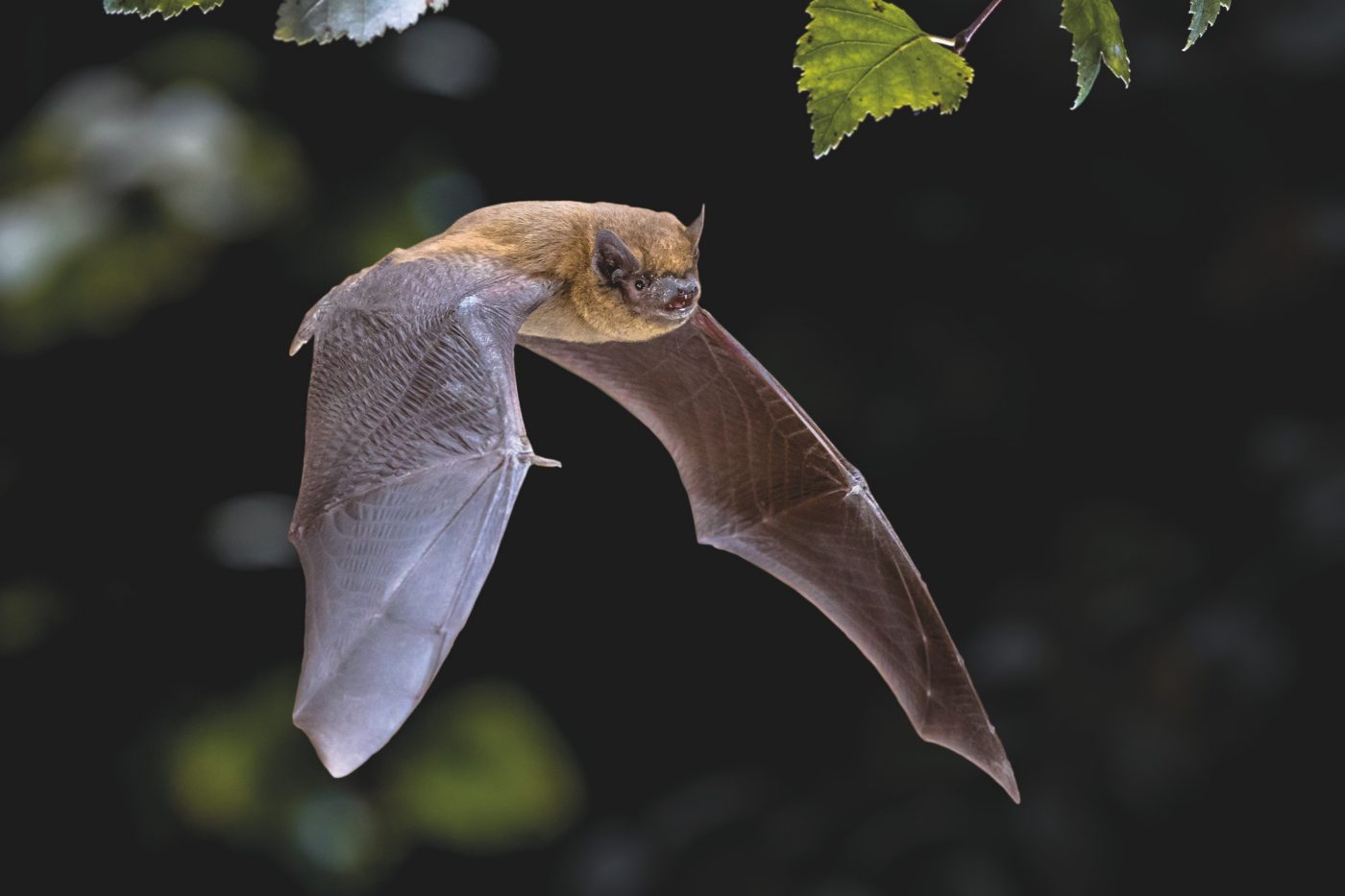 Eco-habitat bat in flight
