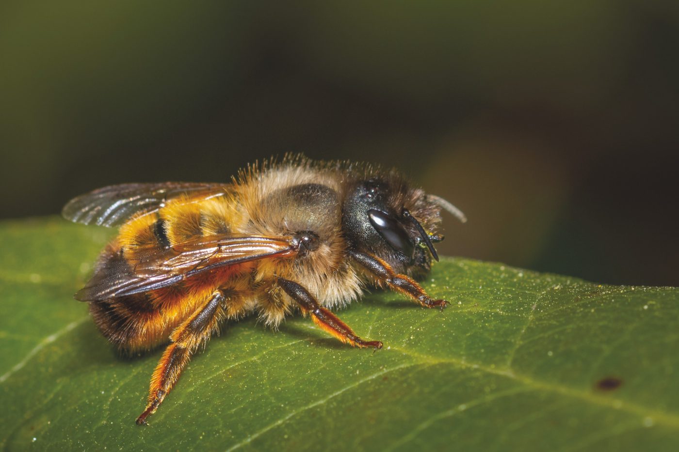 Solitary bee
