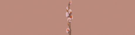Terca Riemchen Knospen