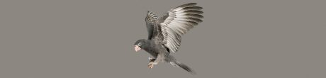 Terca Riemchen Vogel