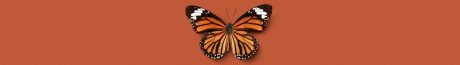 Terca Riemchen Kollektion Schmetterling